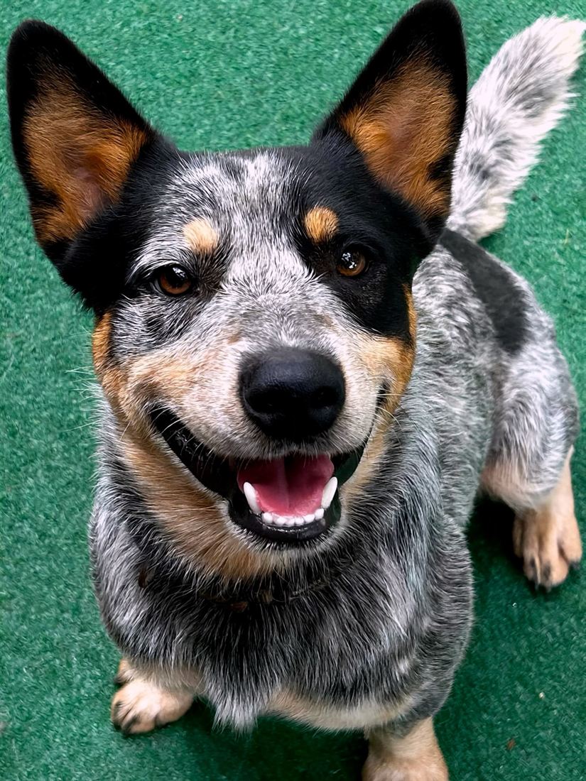 Cão de porte médio na área livre