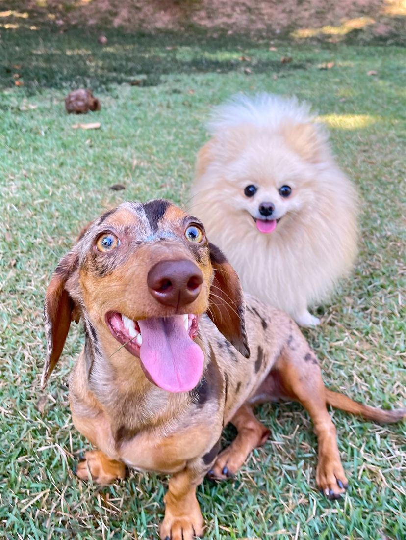 Dois cães pequenos juntos no gramado