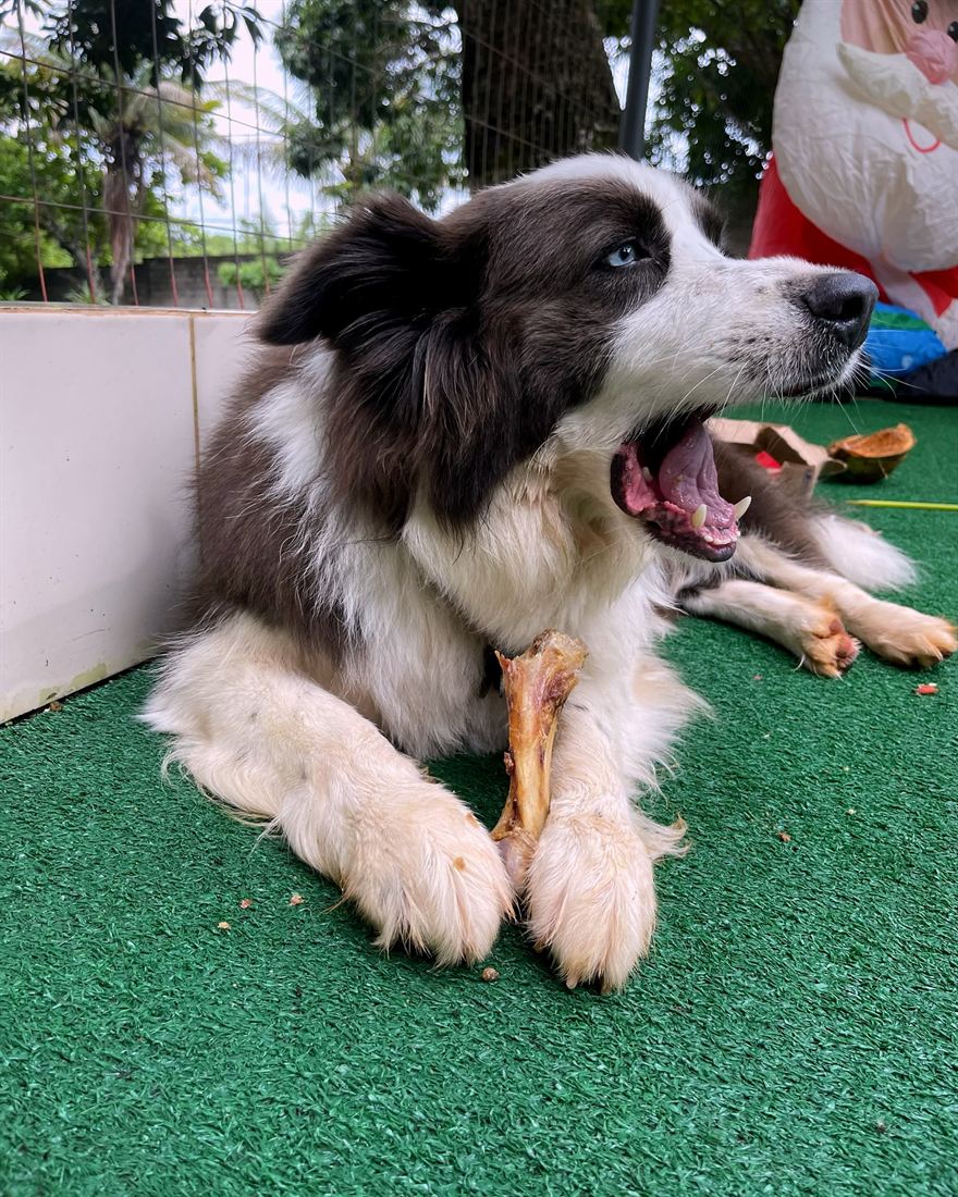 Cão descansando na sombra