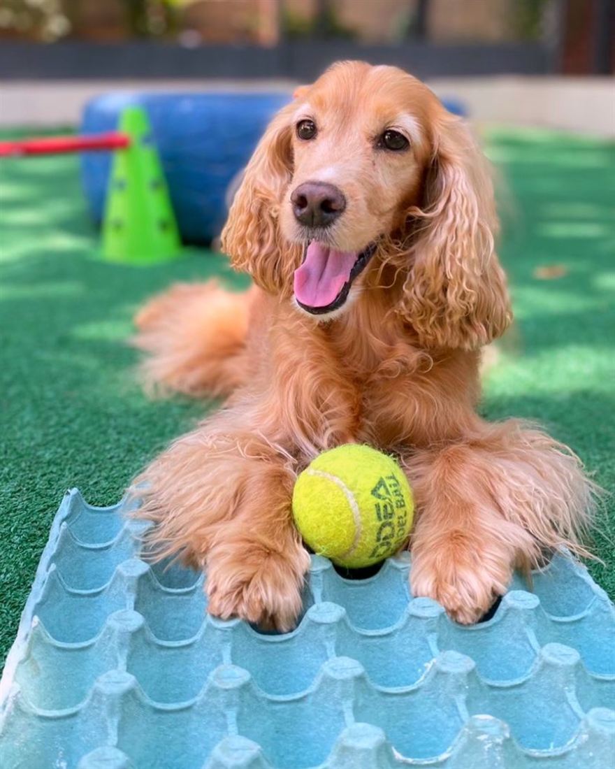 Cocker spaniel com bolinha