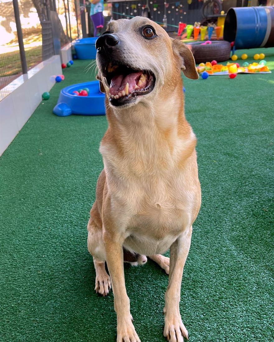 Cão na área de brincadeira da creche