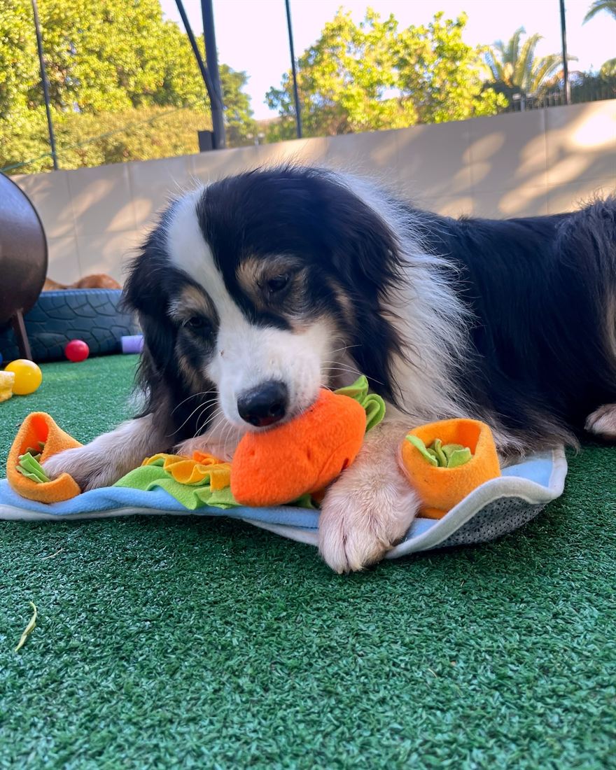 Cão com brinquedo de enriquecimento