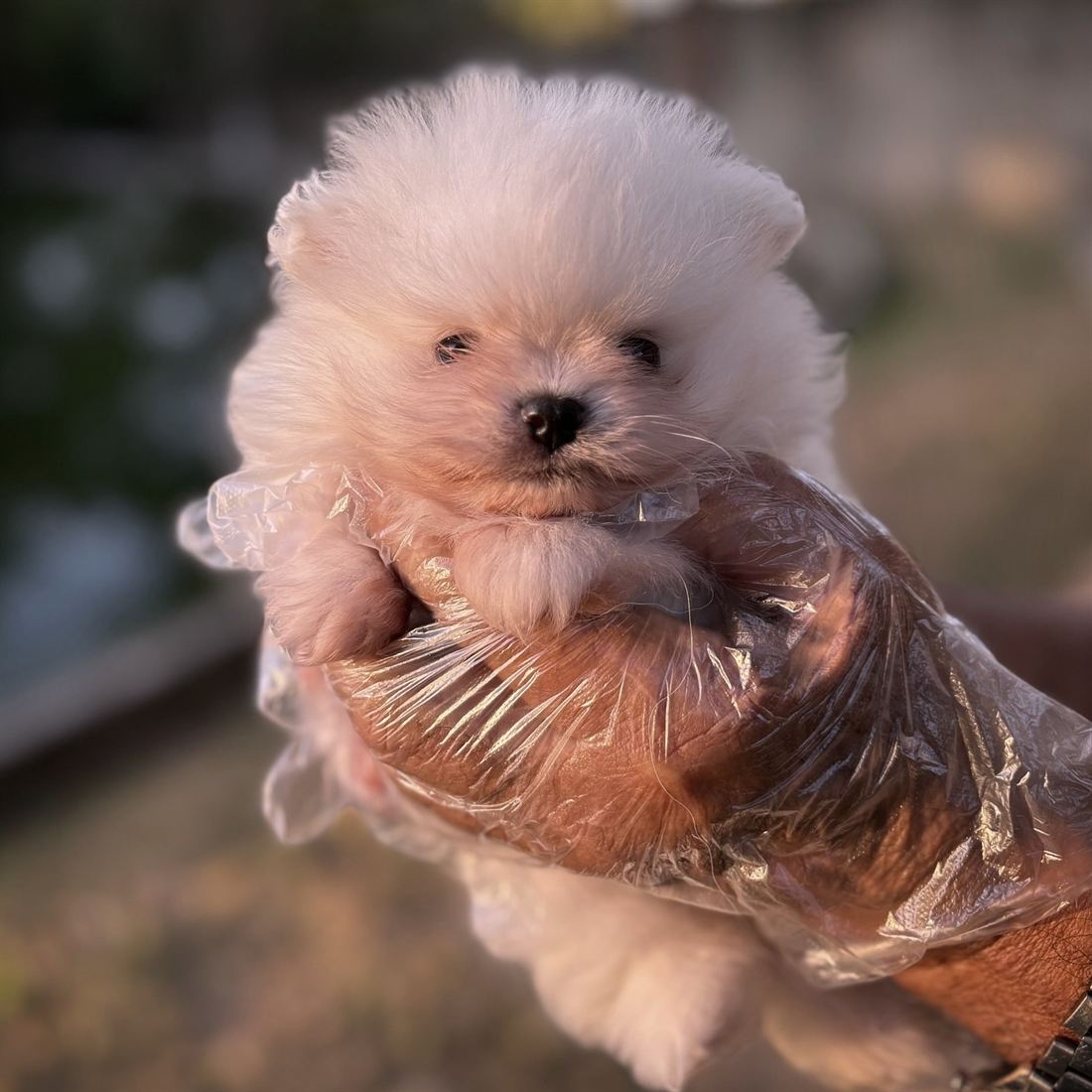 Filhote de lulu da pomerânia no colo
