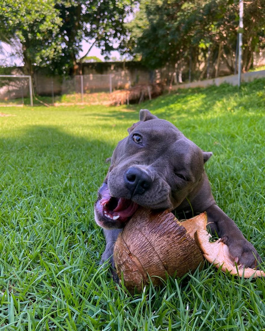Cão brincando no gramado do AlphaPets Resort